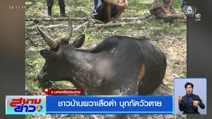 ชาวบ้านผวาเสือดำ บุกกัดวัวตาย จ.นครศรีธรรมราช