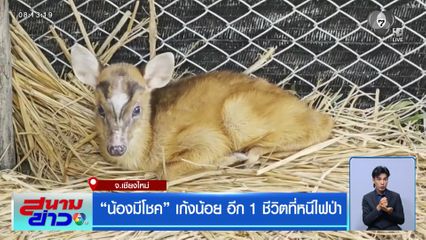 “น้องมีโชค” เก้งน้อย อีก 1 ชีวิตที่หนีไฟป่า