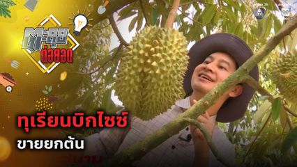 ตะลุยต่อยอด : ทุเรียนบิกไซซ์ ขายยกต้น