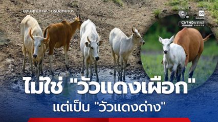 กรมอุทยานฯ ชี้แจงพบ “วัวแดงด่าง” ไม่ใช่ “วัวแดงเผือก” ในพื้นที่ห้วยขาแข้ง