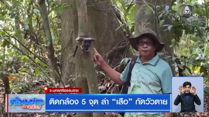 ติดกล้อง 5 จุด ล่าเสือ กัดวัวตาย จ.นครศรีธรรมราช