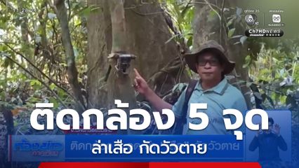 ติดกล้อง 5 จุด ล่าเสือ กัดวัวตาย จ.นครศรีธรรมราช