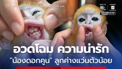สำนักบริหารพื้นที่อนุรักษ์ที่ 14 ตาก โพสต์อวดโฉม ความน่ารัก น้องดอกคูน ลูกค่างแว่นตัวน้อย