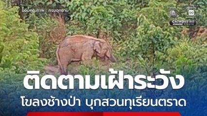 ระดมกำลังเจ้าหน้าที่อุทยานฯ น้ำตกคลองแก้ว ติดตามเฝ้าระวังโขลงช้างป่าบุกสวนทุเรียนตราด