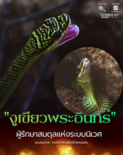 รู้หรือไม่ "งูเขียวพระอินทร์" เป็นงูสามัญประจำบ้าน ผู้รักษาสมดุลแห่งระบบนิเวศ