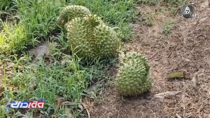 พายุฤดูร้อนพัด ต้นทุเรียน ลูกหล่นเสียหาย จ.สตูล