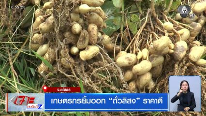 เกษตรกรยิ้มออก ถั่วลิสงราคาดี จ.ยโสธร