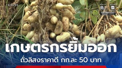 เกษตรกรยิ้มออก ถั่วลิสงราคาดี จ.ยโสธร