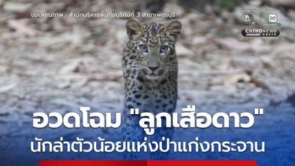 อวดโฉม “ลูกเสือดาว” นักล่าตัวน้อยของป่าแก่งกระจาน