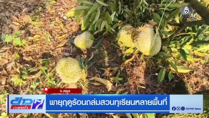 พายุฤดูร้อนถล่มสวนทุเรียนหลายพื้นที่ จ.สตูล