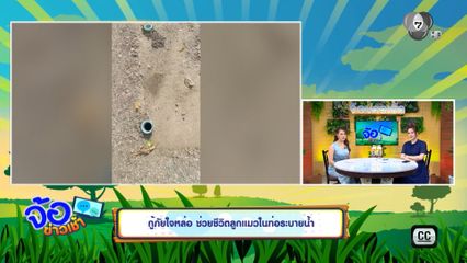 กู้ภัยใจหล่อ ช่วยชีวิตลูกแมวในท่อระบายน้ำ