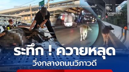 ระทึก ! ควายหลุดวิ่งกลางถนนวิภาวดี เจ้าหน้าที่ไล่จับวุ่น