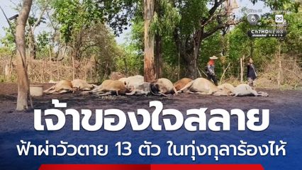 เจ้าของใจสลาย ฟ้าผ่าวัวตาย 13 ตัว ในทุ่งกุลาร้องไห้