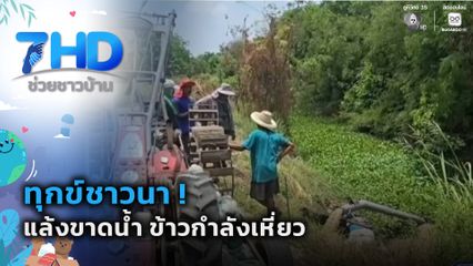 ทุกข์ชาวนา ! แล้งขาดน้ำ ข้าวกำลังเหี่ยว