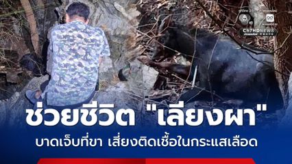 ช่วยชีวิต “เลียงผา” บาดเจ็บที่ขา เสี่ยงติดเชื้อในกระแสเลือด