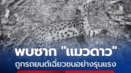 พบซาก “แมวดาว” ถูกรถยนต์เฉี่ยวชนอย่างรุนแรง