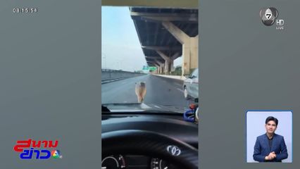 ควายน้อย มาอย่างไร หลุดกลางถนนวิภาวดีรังสิต