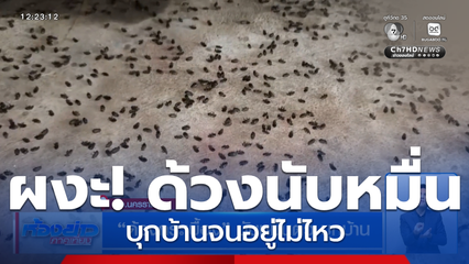 ด้วงกระเบื้อง นับหมื่นตัว บุกบ้าน จ.นครราชสีมา