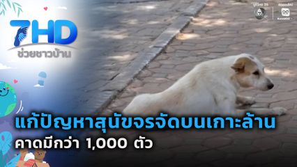 เรื่องใหญ่ต้องขยาย : แก้ปัญหาสุนัขจรจัดบนเกาะล้าน