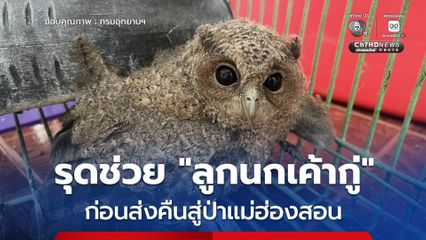 เจ้าหน้าที่ สบอ. 16 สาขาแม่สะเรียง รุดช่วย ลูกนกเค้ากู่ บาดเจ็บ ก่อนส่งต่อชีวิตคืนสู่ป่าแม่ฮ่องสอน