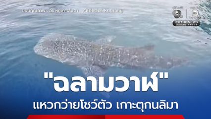 ฉลามวาฬ แหวกว่ายโชว์ บริเวณเกาะตุกนลิมา หรือ เกาะห้า อุทยานแห่งชาติหมู่เกาะลันตา