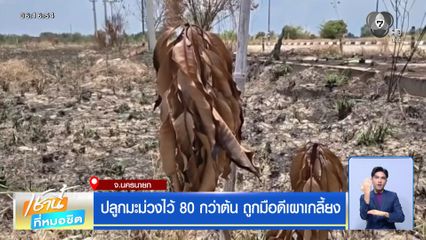ปลูกมะม่วงไว้ 80 กว่าต้น ถูกมือดีเผาเกลี้ยง