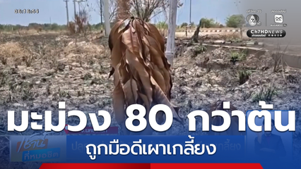 ปลูกมะม่วงไว้ 80 กว่าต้น ถูกมือดีเผาเกลี้ยง