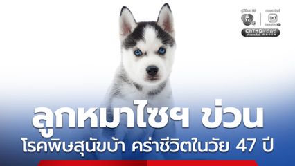 อุบลฯ เตือนโรคพิษสุนัขบ้า พบผู้เสียชีวิต 1 คน ถูกลูกหมาข่วน