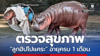 สวนสัตว์ขอนแก่น ตรวจสุขภาพ “ลูกฮิปโปแคระ” อายุครบ 1 เดือน เตรียมเปิดโหวตตั้งชื่อ