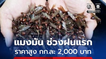 แมงมันอาหารสุดโปรดชาวเหนือ ช่วงฝนแรก นำมาขายราคาสูงถึงกิโลกรัมละ 2,000 บาท