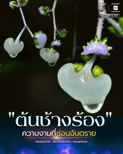 "ต้นช้างร้อง" ความงามที่ซ่อนอันตราย จนได้รับการยกย่องว่าเป็นหนึ่งในพืชที่มีพิษร้ายแรงที่สุดในป่าเมืองไทย