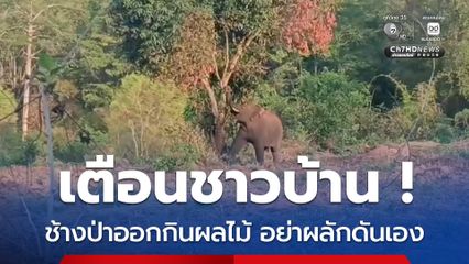เตือนชาวบ้าน ช้างป่าออกกินผลไม้ อย่าผลักดันเอง