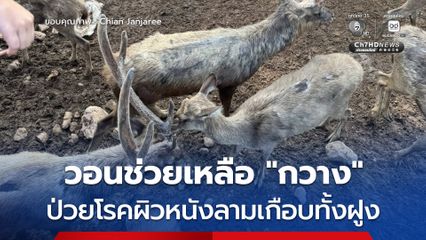 วอนช่วยเหลือ “กวาง” ป่วยโรคผิวหนังลามเกือบทั้งฝูง