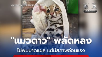 “แมวดาว” พลัดหลง ไม่พบบาดแผล แต่มีสภาพอ่อนแรง