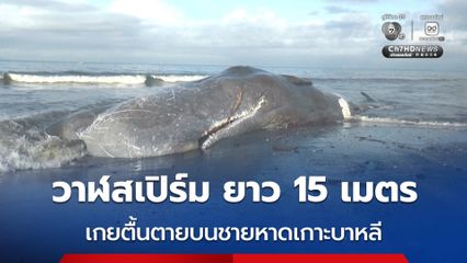 สลด ! “วาฬสเปิร์ม” ยาว 15 เมตร เกยตื้นตายบนเกาะบาหลี ยังไม่ทราบสาเหตุการตายแน่ชัด