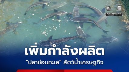 กรมประมง เพิ่มกำลังผลิตลูกพันธุ์ “ปลาช่อนทะเล” สัตว์น้ำเศรษฐกิจแห่งทะเลอันดามัน สร้างอาชีพ สร้างรายได้ชุมชนประมงท้องถิ่น