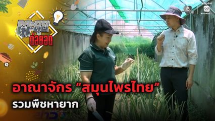 ตะลุยต่อยอด : อาณาจักร "สมุนไพรไทย" รวมพืชหายาก