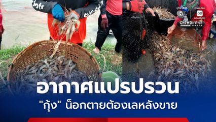 สภาพอากาศแปรปรวนรุนแรง กุ้งก้ามกรามในบ่อ น็อกตายเป็นจำนวนมาก เกษตรกรต้องเลหลังขายราคา กก.ละ 100 บาท