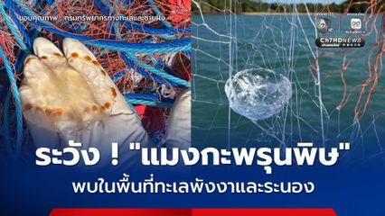 ระวัง “แมงกะพรุนพิษ” พบในพื้นที่ทะเลพังงาและระนอง