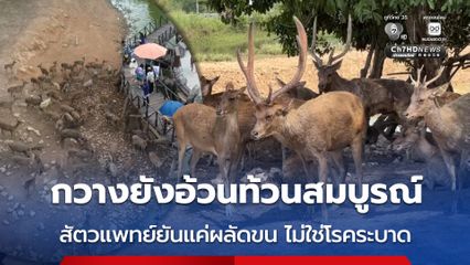 กวางยังอ้วนท้วนสมบูรณ์ สัตวแพทย์ยันแค่ผลัดขน ไม่ใช่โรคระบาด