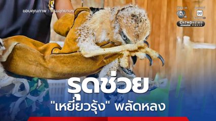 จนท.สำนักบริหารพื้นที่อนุรักษ์ที่ 13 (แพร่) รุดช่วย "เหยี่ยวรุ้ง" พลัดหลง  หลังพลเมืองดีแจ้งผ่านสายด่วนพิทักษ์ป่า