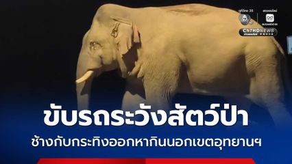 ขับรถระวังสัตว์ป่า ช้างกับกระทิงออกหากินนอกเขตอุทยานฯ