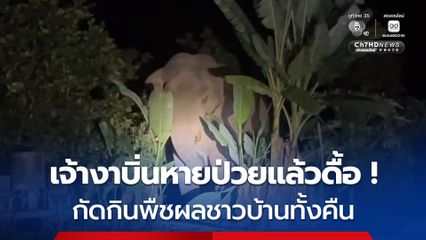 เจ้างาบิ่นหายป่วยแล้วดื้อ ! กัดกินพืชผลชาวบ้านทั้งคืน ไม่ยอมเข้าป่า