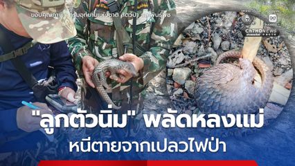 'ลูกตัวนิ่ม' พลัดหลงแม่กลางป่าผามอน คาดหนีตายจากเปลวไฟป่าแม่ฮ่องสอน