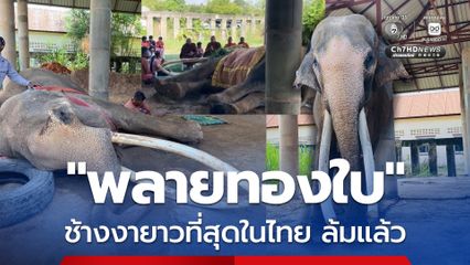 “พลายทองใบ” ช้างงาสวยและยาวที่สุดในไทย ล้มแล้ว