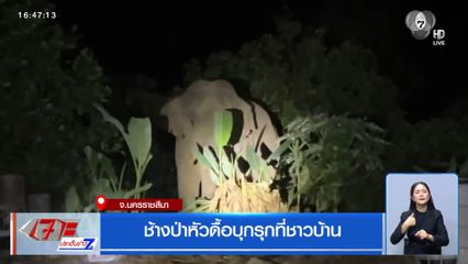 ช้างป่าหัวดื้อบุกรุกที่ชาวบ้าน