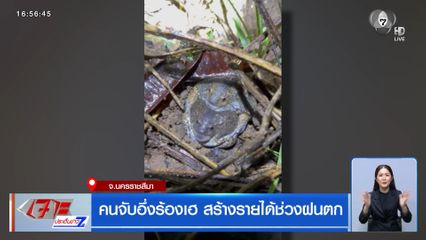 คนจับอึ่งร้องเฮ สร้างรายได้ช่วงฝนตก