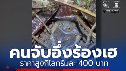 คนจับอึ่งร้องเฮ สร้างรายได้ช่วงฝนตก