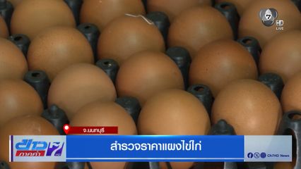 สำรวจราคาแผงไข่ไก่