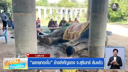 “พลายทองใบ” ช้างสำคัญของ จ.สุรินทร์ ล้มแล้ว